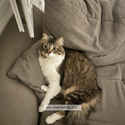 Photo 1/1 Blue Chat perdu à Annemasse