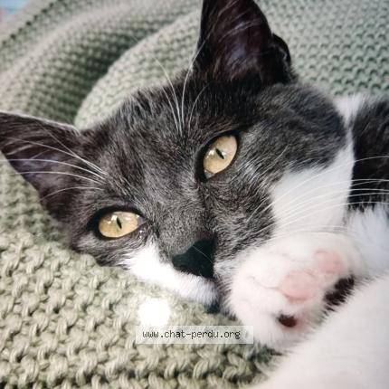 Photo 1/1 Chat retrouvé Perdu à Montigny les metz