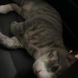 Photo de chat perdu à Boston