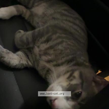 Photo 1/1 Yuki Chat perdu à Boston