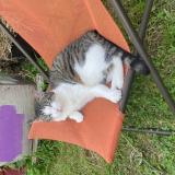 Photo de chat perdu à Begles