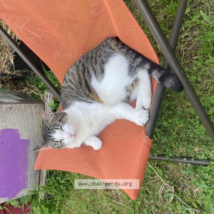 Photo 1/1 Chat retrouvé Perdu à Begles