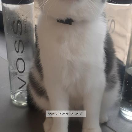 Photo 1/1 Voss Chat perdu à Verfeil