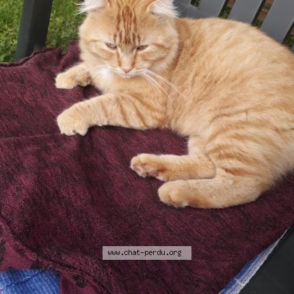 Photo 1/1 CITROUILLE Chat perdu à Villers semeuse