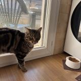 Photo de chat perdu à Pessac