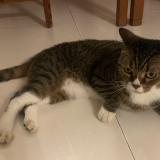 Photo de chat retrouvé à Singapore