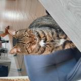 Photo de chat trouvé à Villedieu Les Poeles Rouffigny