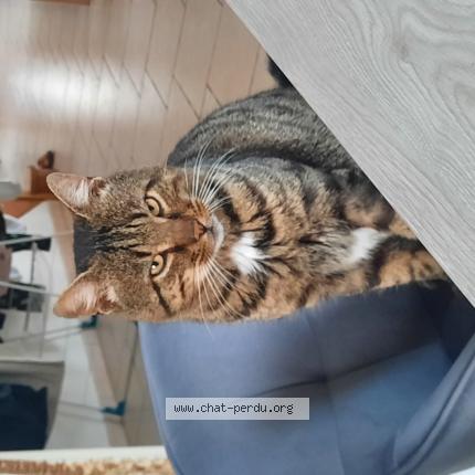 Photo 1/1 Chat trouvé Trouvé à Villedieu les poeles rouffigny