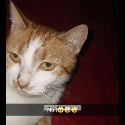 Photo 1/1 Chat retrouvé Perdu à Lievin