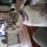 Photo de chat perdu à Gemozac