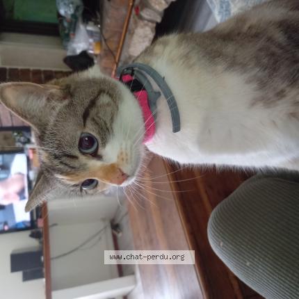 Photo 1/1 Jazzy Chat perdu à Gemozac