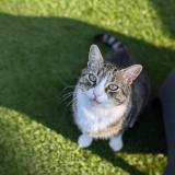 Photo de chat perdu à Combaillaux