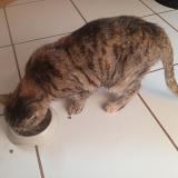 Photo de chat trouvé à Marseille