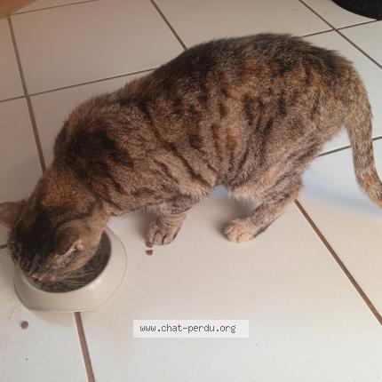 Photo 1/1 Chat trouvé Trouvé à Marseille