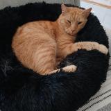 Photo de chat perdu à Chaniers