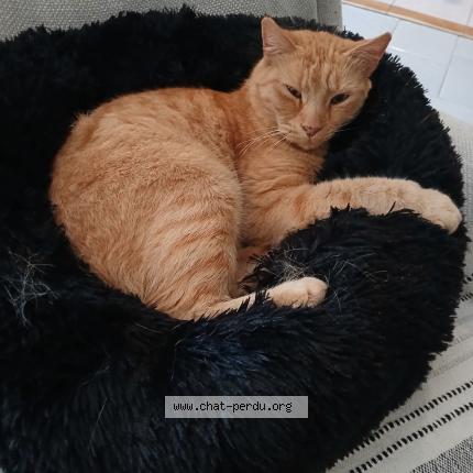 Photo 1/1 Chachou Chat perdu à Chaniers