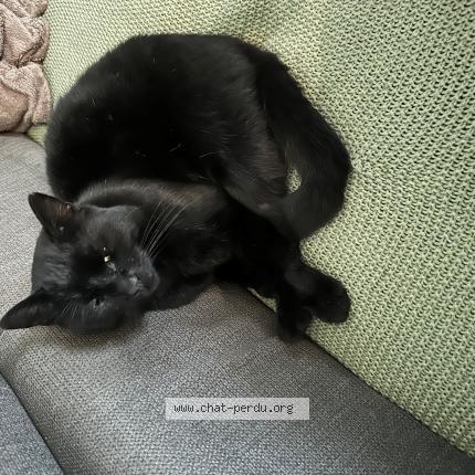 Photo 1/1 PEDRO Chat perdu à Buchy