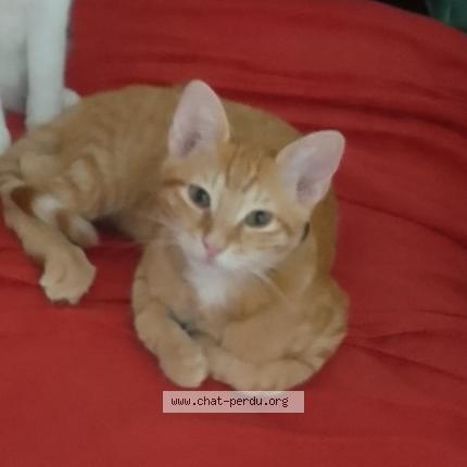 Photo 1/1 Minou Chat perdu à Vlezenbeek