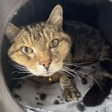 Photo de chat trouvé à Pointe Aux Trembles