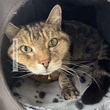 Photo 1/1 Chat trouvé Trouvé à Pointe aux trembles