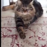 Photo de chat perdu à Muret