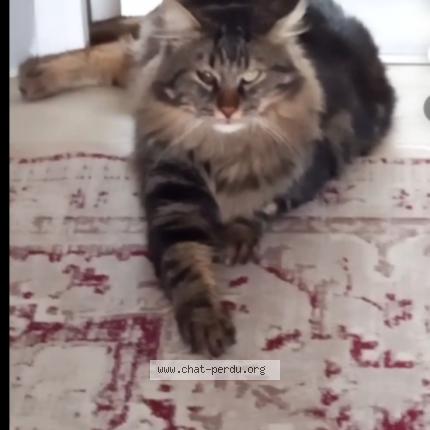 Photo 1/1 Chat retrouvé Perdu à Muret