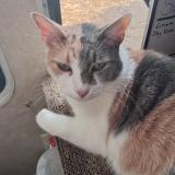 Photo de chat perdu à Houston