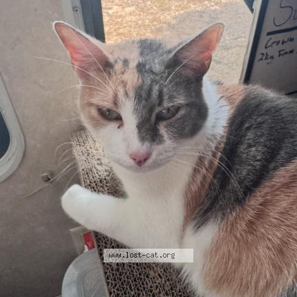 Photo 1/1 Luna Chat perdu à Houston