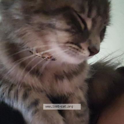 Photo 1/1 Mousie Chat perdu à Lakewood