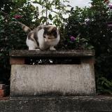 Photo de chat perdu à Rothois