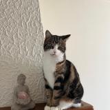 Photo de chat perdu à Mours