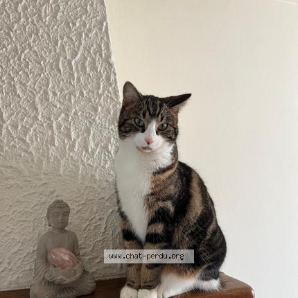 Photo 1/1 Indiana Chat perdu à Mours