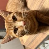 Photo de chat perdu à Perigny