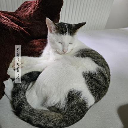 Photo 1/1 Chat trouvé Trouvé à Molenbeek saint jean