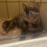 Photo de chat perdu à Terrebonne