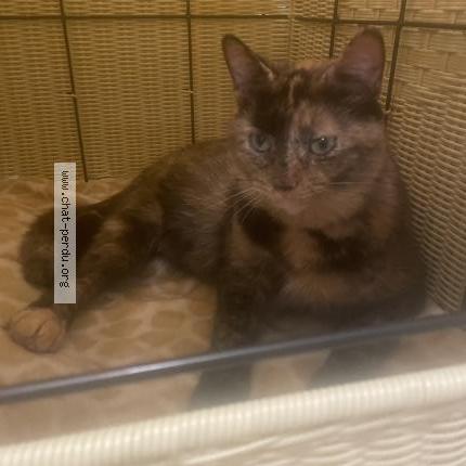 Photo 1/1 Chanel Chat perdu à Terrebonne