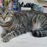 Photo de chat perdu à Chassieu