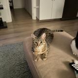 Photo de chat perdu à Veauche