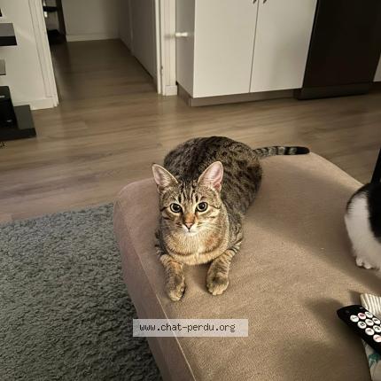Photo 1/1 Brume Chat perdu à Veauche