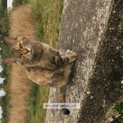 Photo 1/1 Lynxou Chat perdu à Guiscriff