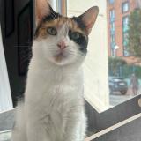 Photo de chat perdu à Lille