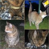 Photo de chat trouvé à Etampes