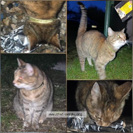 Photo 1/1 Chat retrouvé Trouvé à Etampes