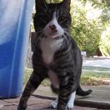 Photo de chat trouvé à Little Elm