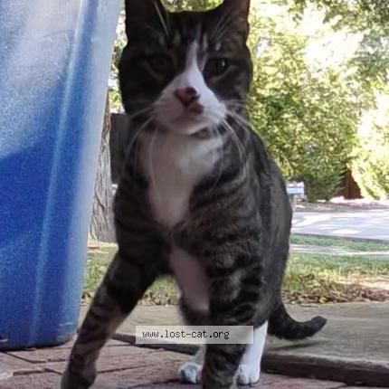 Photo 1/1 Chat trouvé Trouvé à Little elm