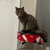 Photo de chat perdu à Atlanta