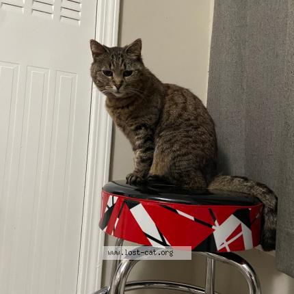 Photo 1/1 Maggie Chat perdu à Atlanta