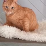 Photo de chat perdu à Caraman