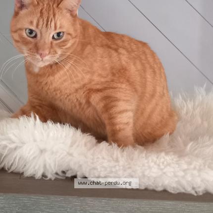 Photo 1/1 Dooguy Chat perdu à Caraman