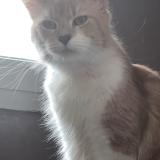 Photo de chat perdu à Saint Etienne